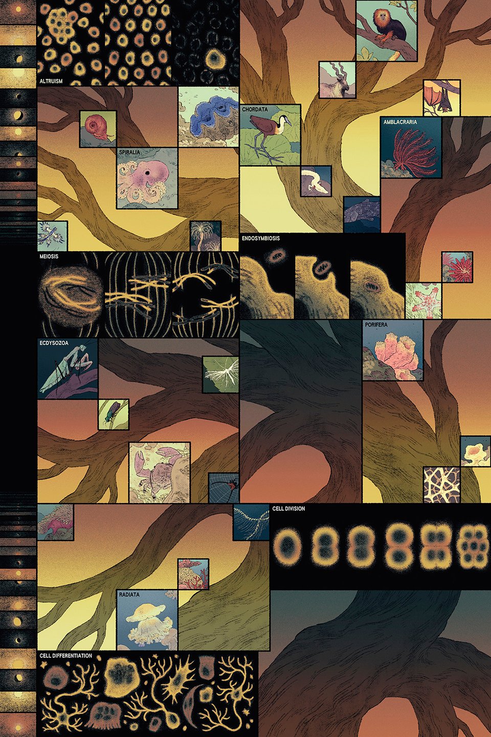a stylized tree representing the branches of kingdom animalia rises through sunset-hued spaces, small images of representative animals along its branches. other panels feature different cellular processes + examples.