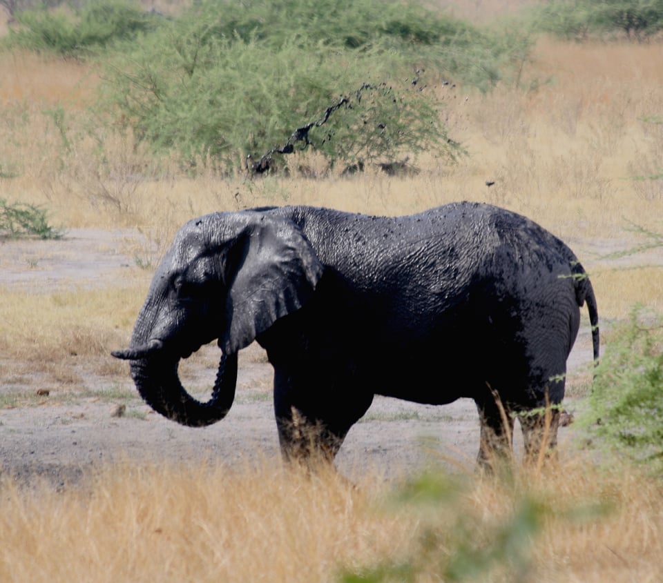 elephant in the wild in Africa