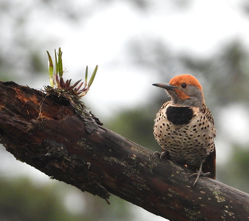 A bird sitting on a tree. It has a reddit head and grey cheeks, with a black and white spotted chest