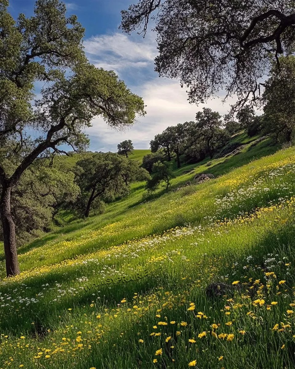 Picture of a forest taken from a hillside