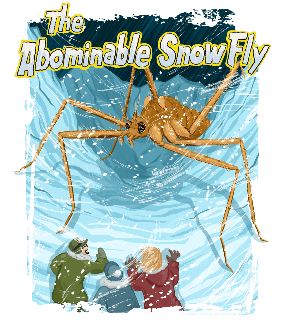 a giant cartoony illustration of a snow fly terrorizing three scientists in a snowy landscape with the title "The Abominable Snow Fly"