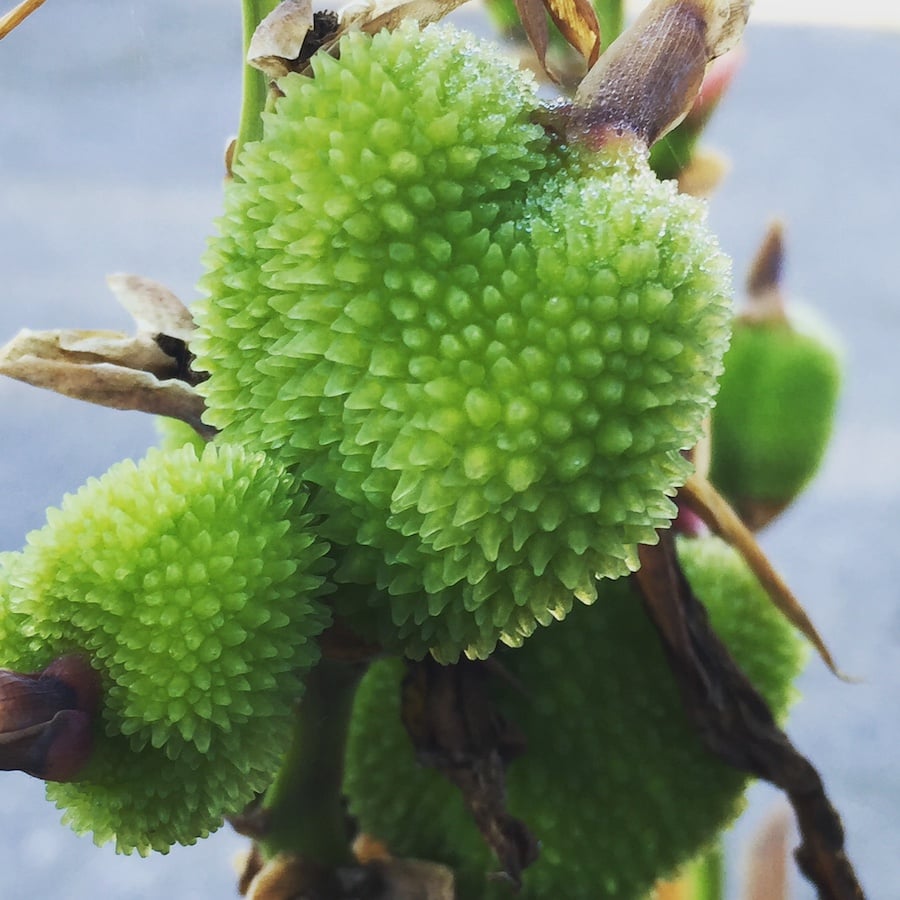 a bright green succulent