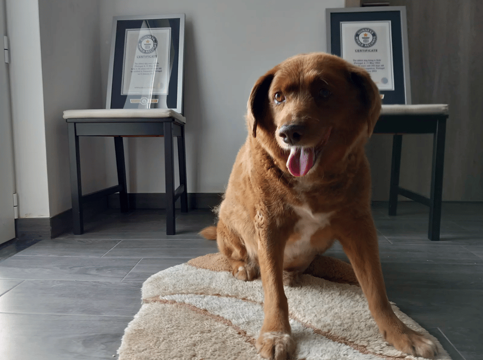 A 30 year old brown dog poses next to his Guinness World Record plaques that deem him not only the oldest living dog, but also the oldest dog ever.