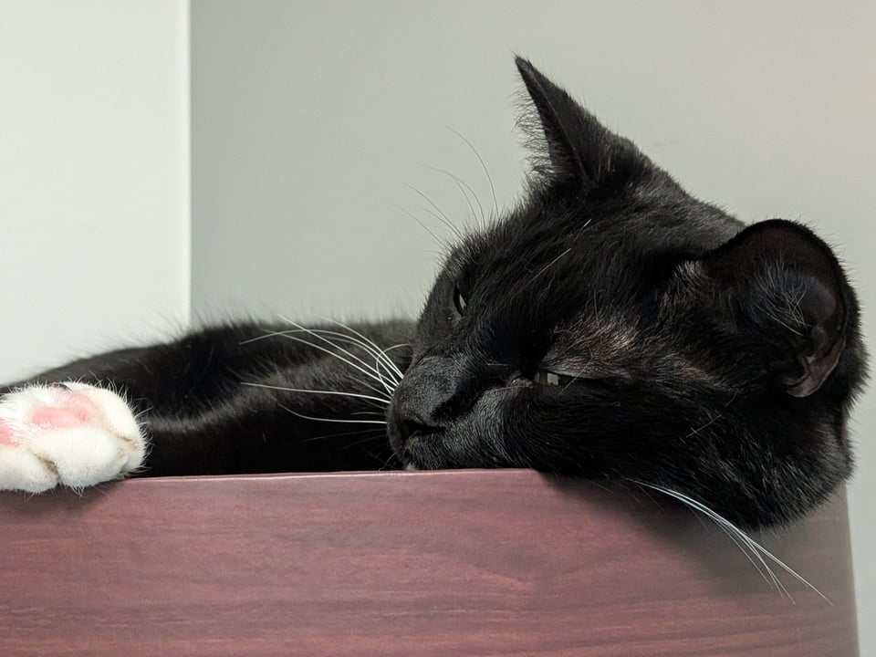 A tuxedo cat naps in a cardboard bed