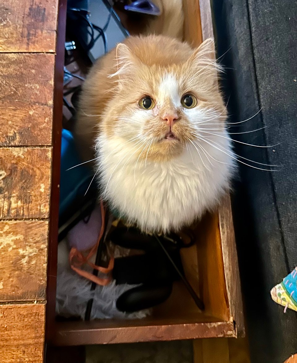 a fluffy orange and white cat in a drawer