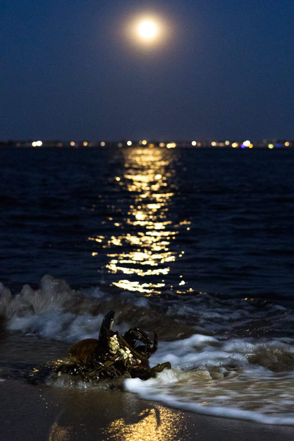 a beautiful photo of two horseshoe crabs mating under a full moon