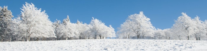 Trees covered in snow