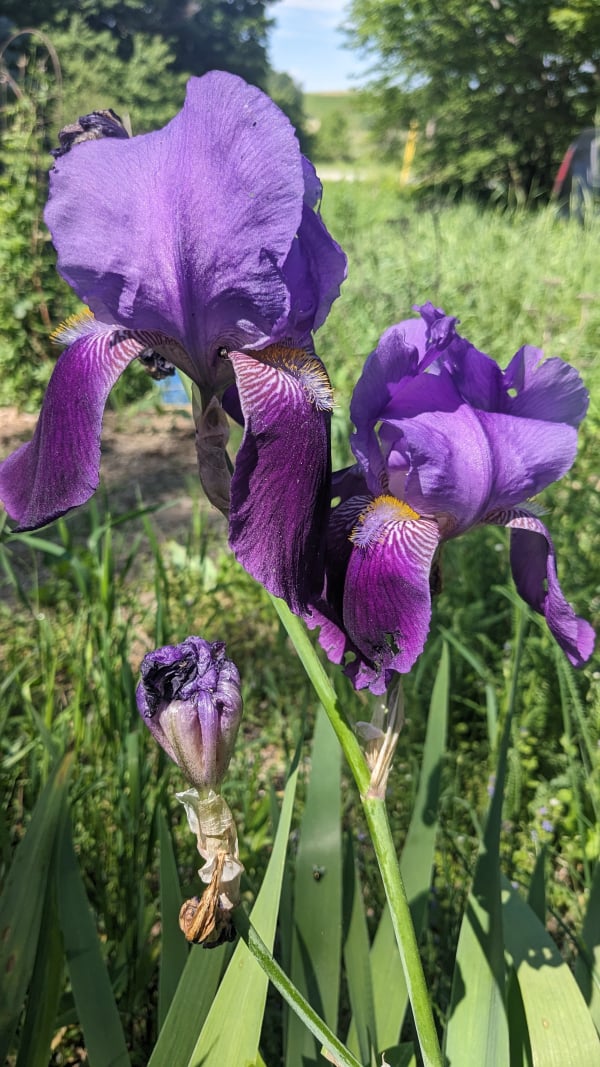 Closeup of a stem of bearded iris, light but vivid purple on top and darker rich reddish purple below, stripey where the two colors meet and gold on the "beard".
