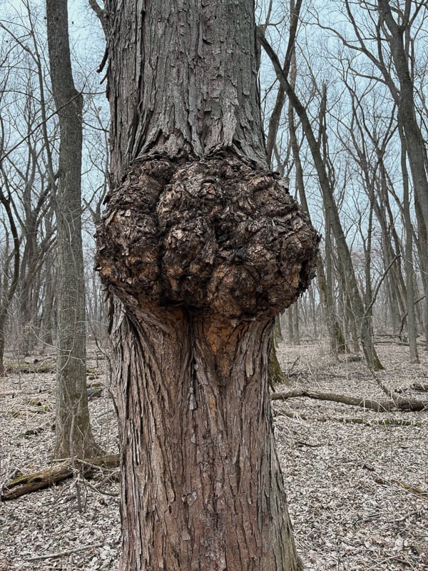 A big burl on a silver maple. / Photo by Brian Henkel