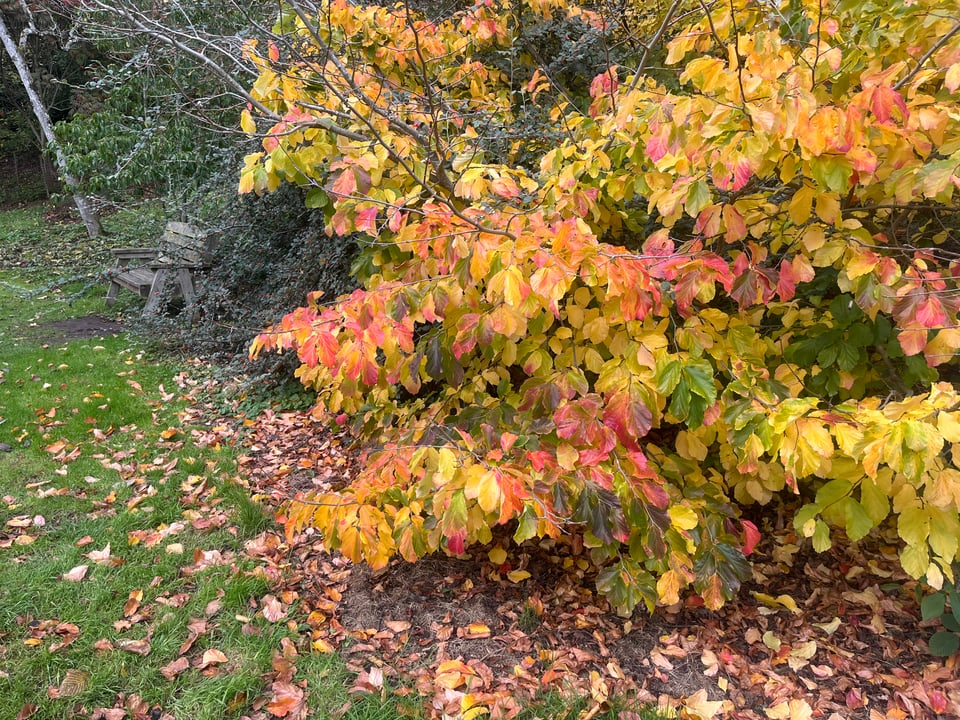 A tree with yellow and red leaves.