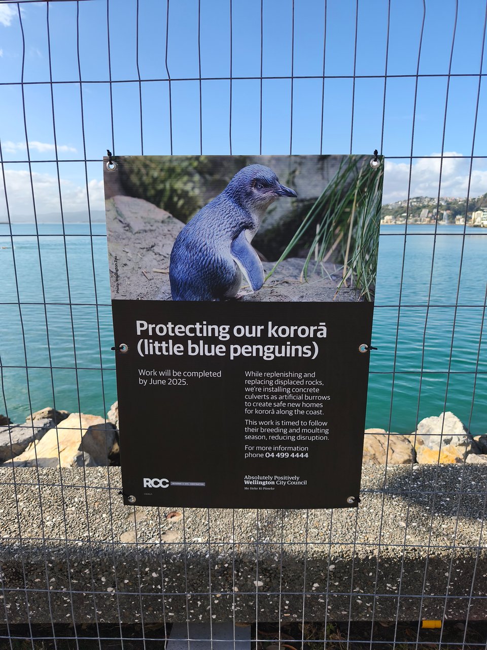a poster talking about how the shore work being done is being careful to protect the kororÄ, the little blue penguin - pic of that adorable lil creature front and center