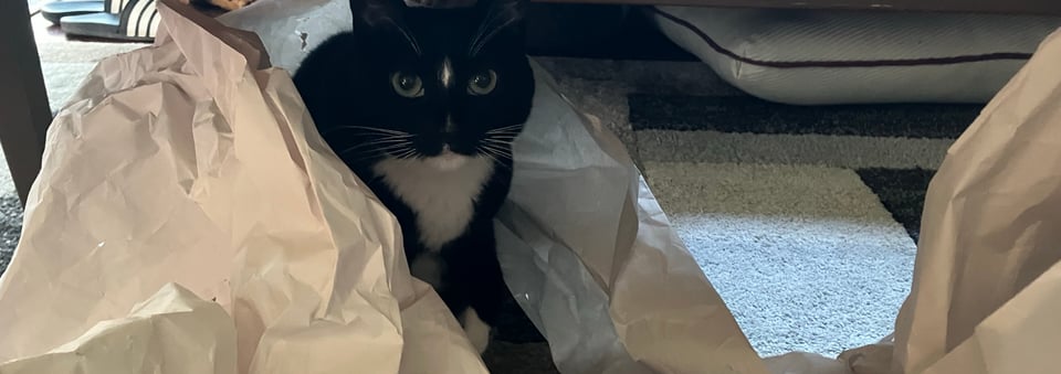 An adorable black cat is looking at the camera from behind some packing material