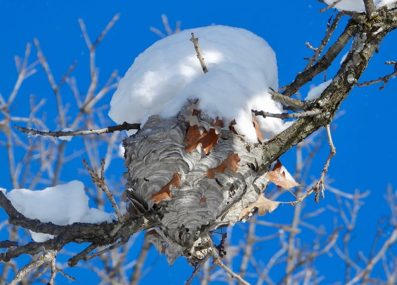 An aerial yellowjacket nest. The insect uses its mandibles and saliva to break down wood fiber into a pretty, paperlike nest-building component. / Photo by Steve Dietz
