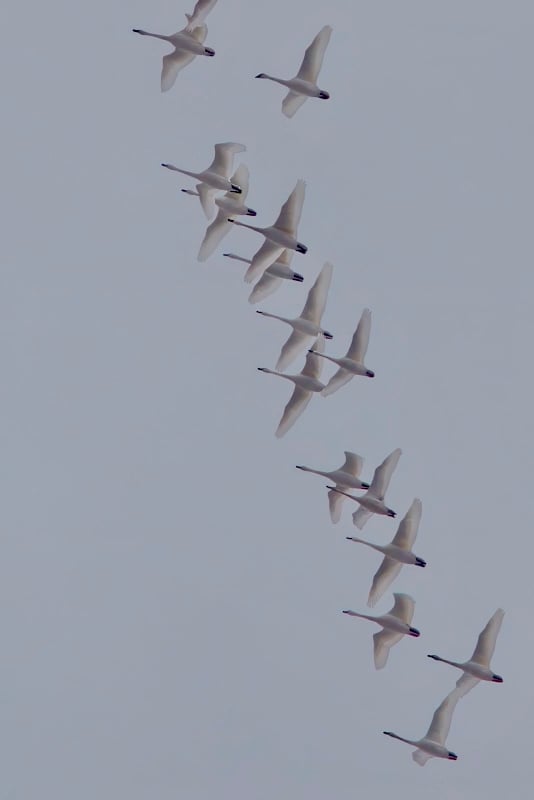 Tundra swans head south in November. / Photo by Earl Bye