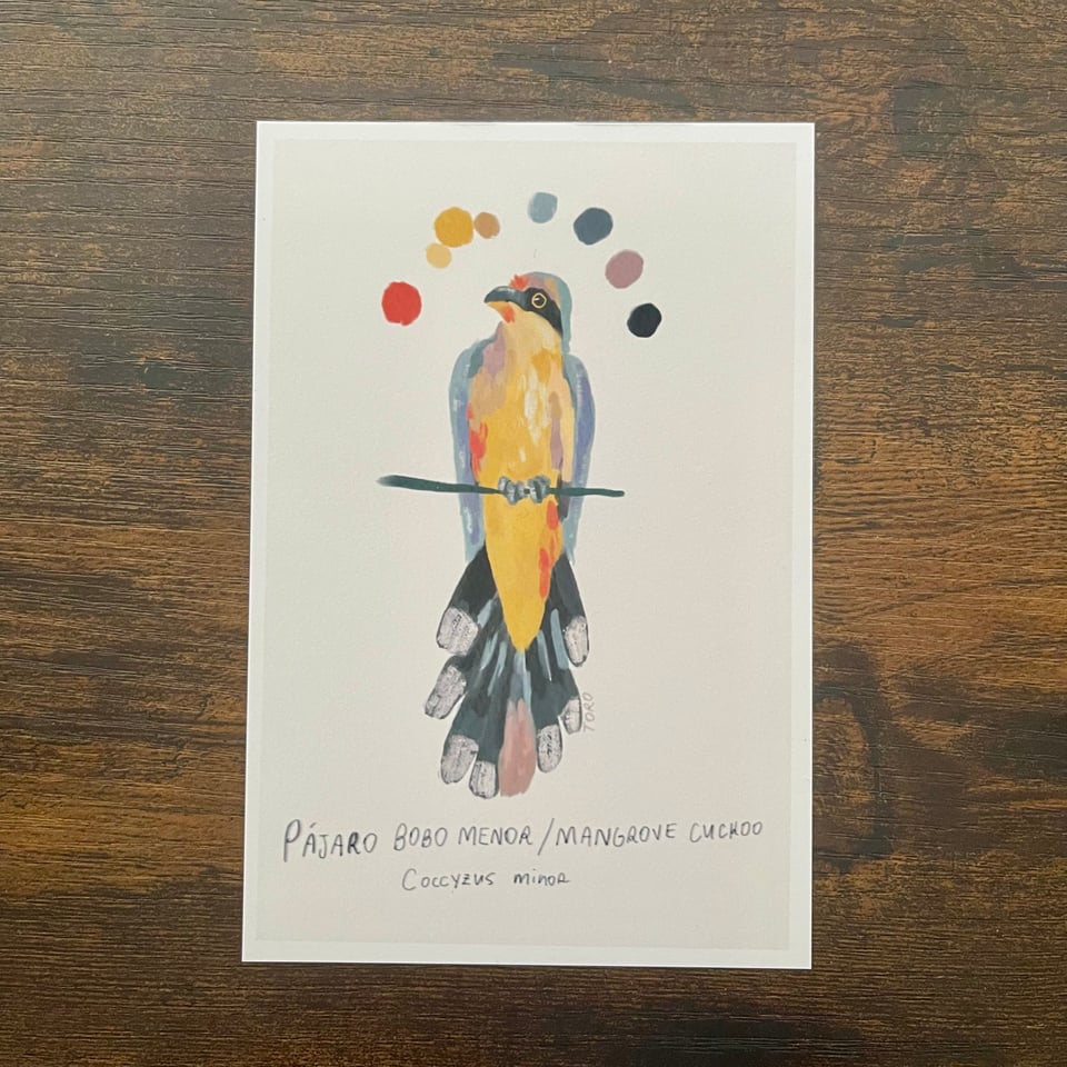 Photo of a postcard of a gold, gray, blue bird perched on a branch with the color palette arched around its head. Handwritten text reads "pájaro bobo manor, mangrove cuckoo, coccyzus minor"