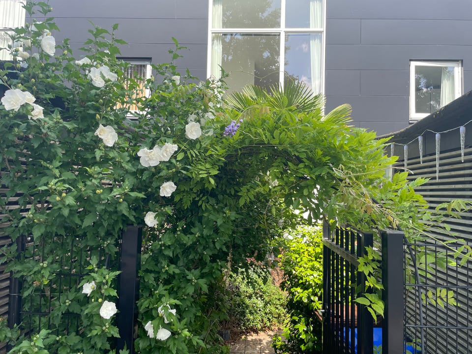 Entryway with a China Rose bush filled with white flowers and wisteria growing over an archway with one purple wisteria bloom.