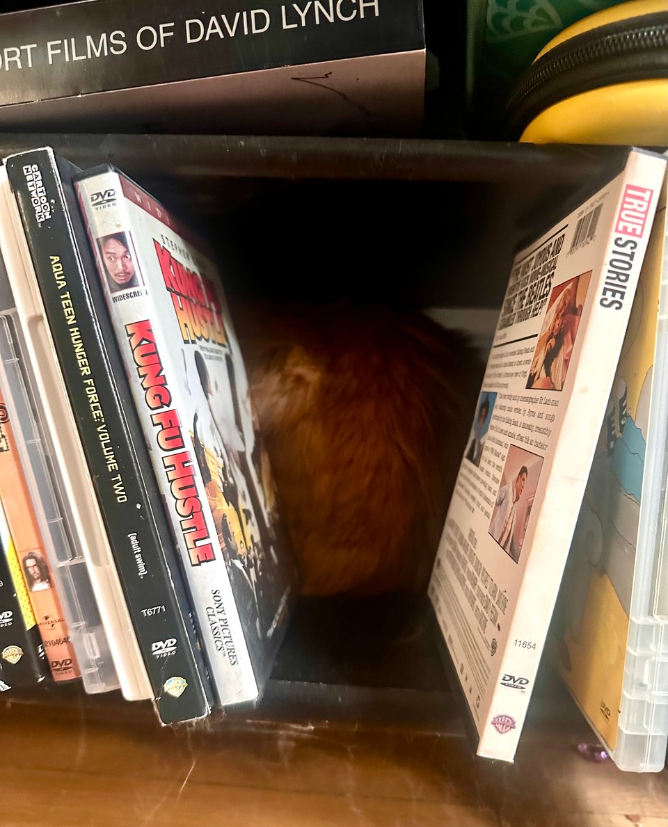 A fluffy orange cat butt behind some dvds on a shelf