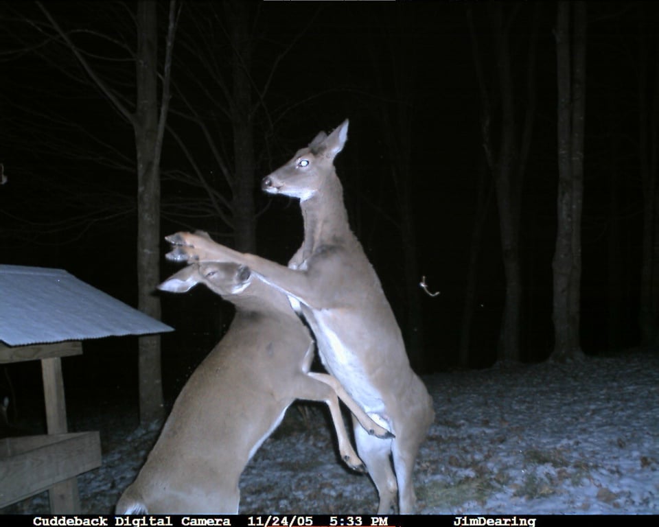 a deer... punching another deer in the face I guess?