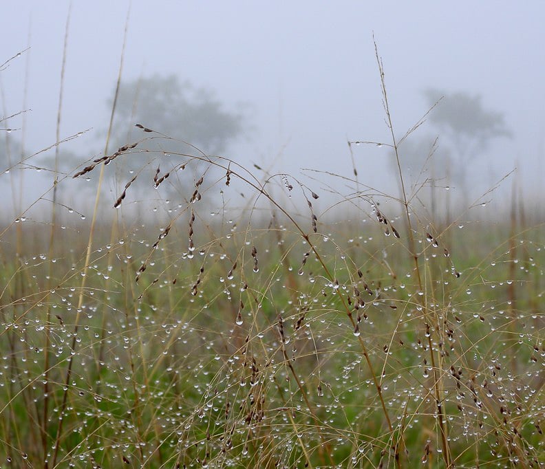 Switchgrass (Panicum virgatum) is one of the main native grasses in our park’s prairie, along with big bluestem and Indian grass. It provides priceless habitat for native insects and other creatures. / Photo by Steve Dietz