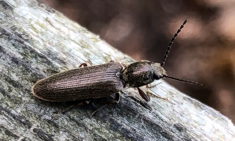 A cylindrical click beetle spotted in Frontenac State Park on May 7, 2023.  “When a click beetle is touched, it falls on its back and plays dead. To right itself, the click beetle bends its head and thorax forward, hooking a spine into a notch on the abdomen. When the spine is released, it makes a click, and the beetle is hurled into the air.” Britannica / Photo by lordofweevils on iNaturalist