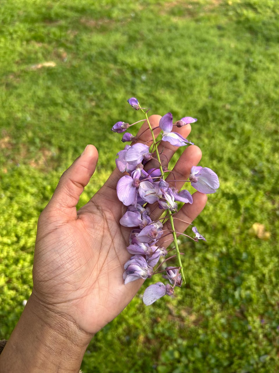 my hand holding a fallen cluster of wisteria petals