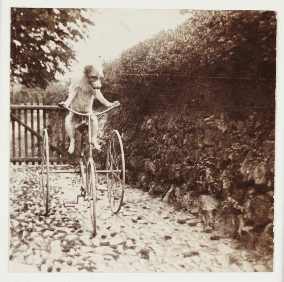 No, I don't exactly know why this photo of a dog riding a tricycle conjures up the word Tact... but it does, at least for me. Maybe the dog is strongwilled and with a vicious temper? The owner gently challenging it, "Humprhey, I'm not sure you'll reach the peddles, dear." "I CAN DO IT, FFKKK ORF!!!"