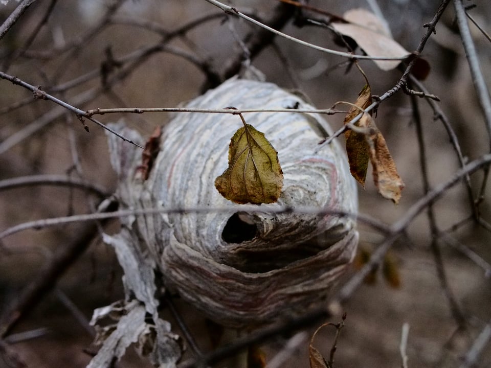 A wasp nest with a single greenish leaf hanging in front of it