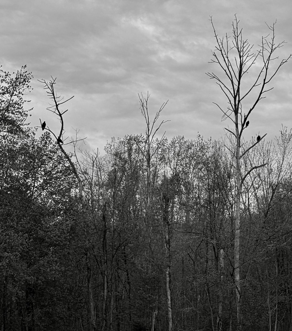 Stark b/w photo of trees with a cloudy sky above. There are several dead trees, and black scavenger birds are sitting in the branches of them