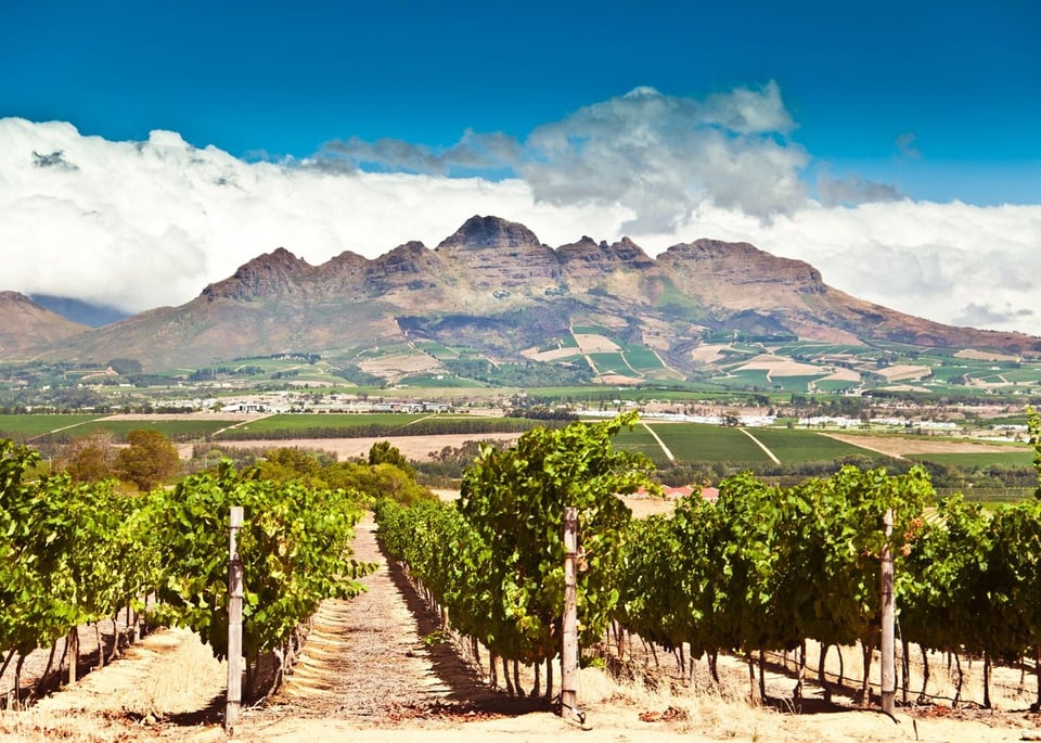 Best Wine Tasting Pleasures on Cape Wine Tours Cape Town