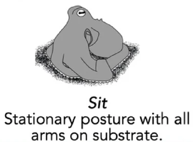 Cropped poriton of a scientific diagram showing an octopus on the sea floor with its arms tidily tucked around it. The text reads, "Sit: Stationary posture with all arms on substrate."