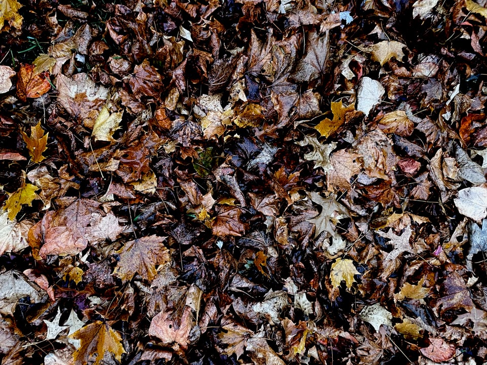 A pile of crumpled, wet, dead leaves, in varying shades of brown