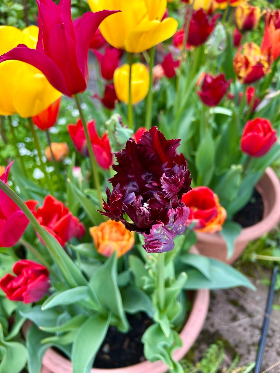 A ruffled very dark purple tulip is in focus, with lots of orange, red, pink and yellow tulips around it. Image by Rowan Ambrose.