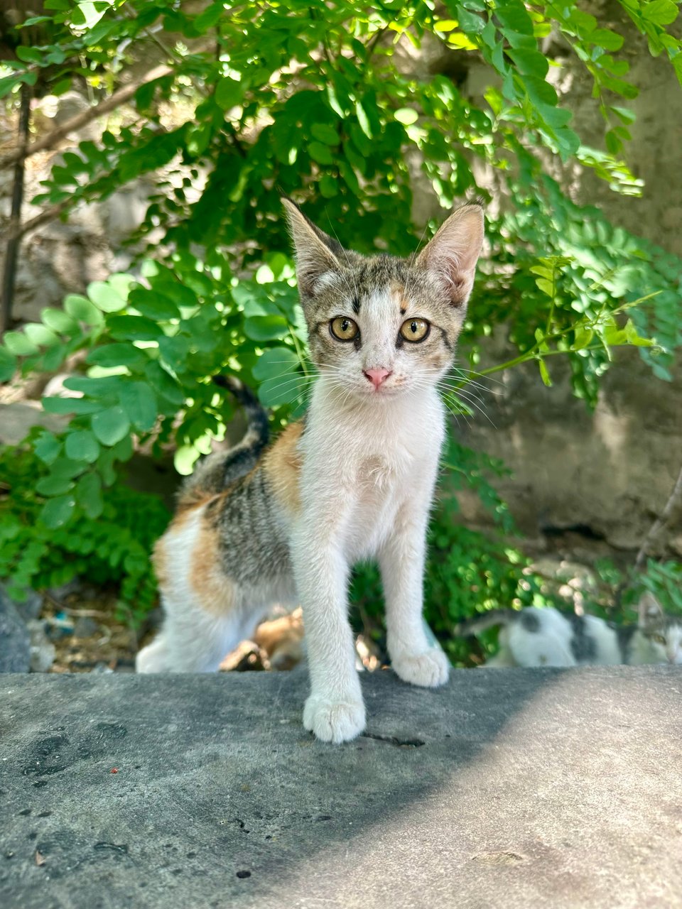 a beautiful kitten