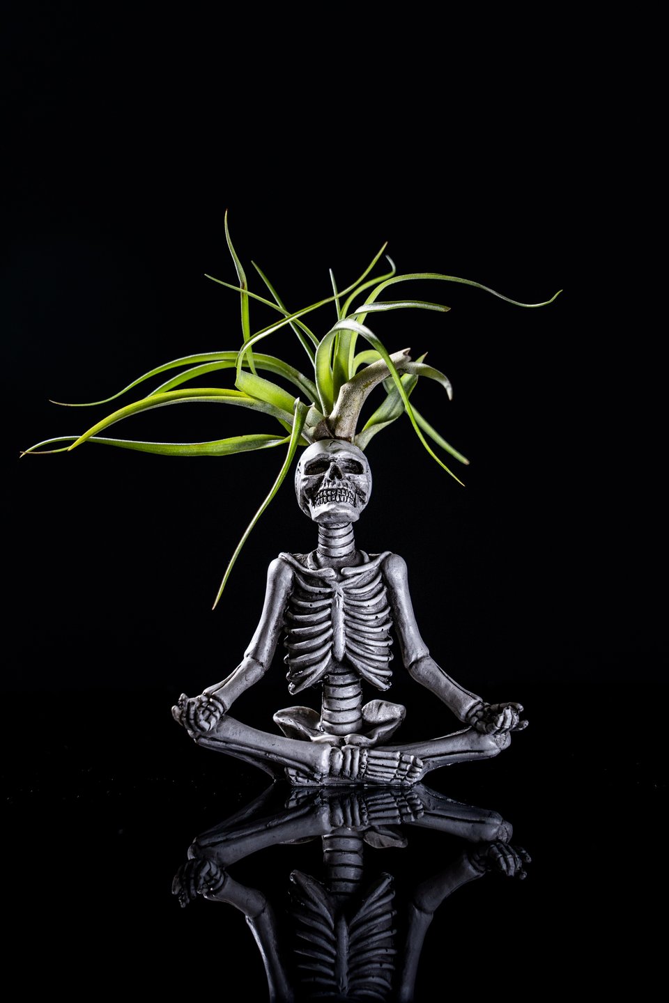Plaster skeleton in a meditation pose with a spidery air plant growing from the skull.