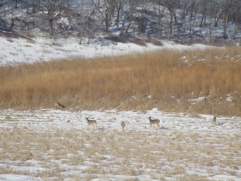 Deer congregated in a Frontenac State Park prairie area in March. / Photo by Pamela Miller