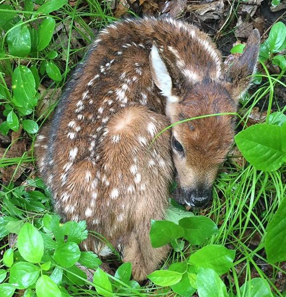 Have you almost stumbled over  a newborn fawn curled in the woods or even in your yard in May? Most of you probably know it’s best to leave the little one be – its mother stashed it here and will be back for it in a few hours, when she’s done foraging for her own nutrition. May is the month when most fawns are born, along with lots of other wild creatures. / Photo courtesy of Richard Tsong-Taatarii