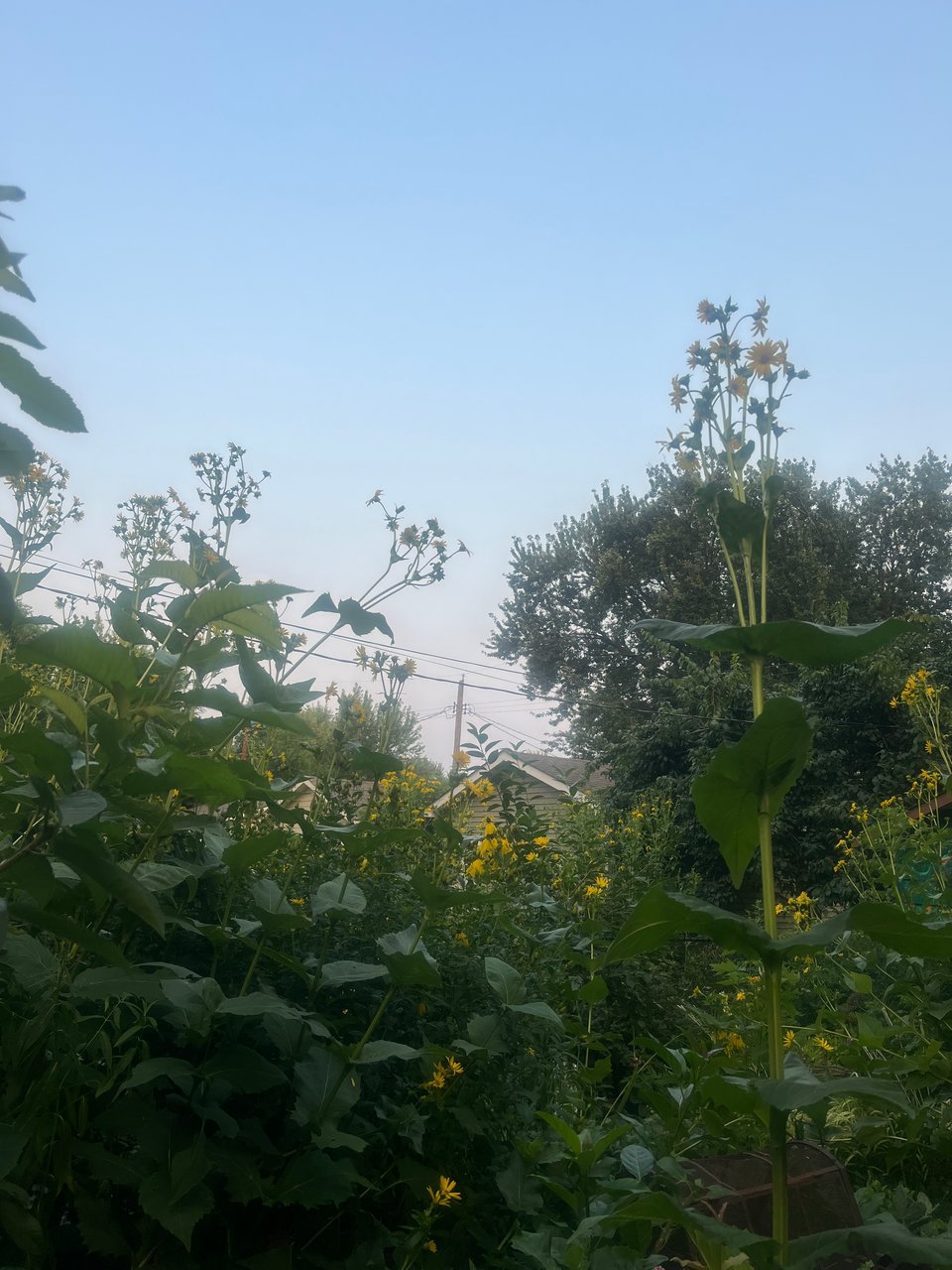 small yellow flowers against a light blue evening sky with dark green garden in the foreground