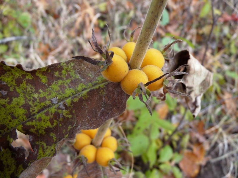 Here’s a curious native plant. It’s wild tinker’s weed, otherwise known as wild coffee, feverwort or horse gentian (Triosteum perfoliatum). The yellow-orange fruits can be dried, roasted and ground for use as a coffee substitute. / Photo by Bruce Ause