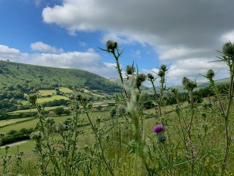 A view with thistles in the foreground with green fields and a hill.