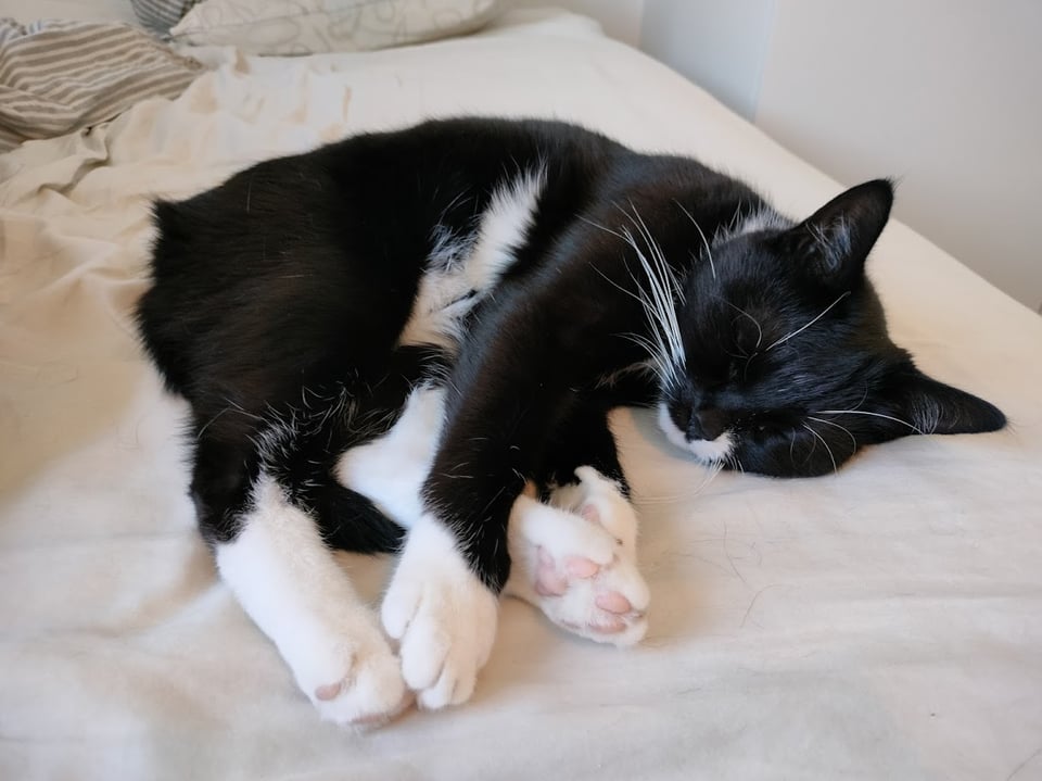 yosh is on her 13792574th nap of the day