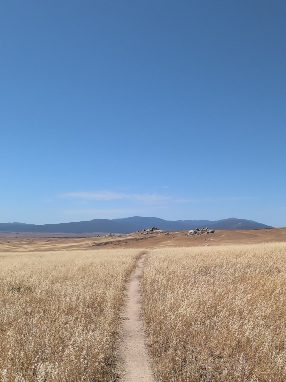 a golden field