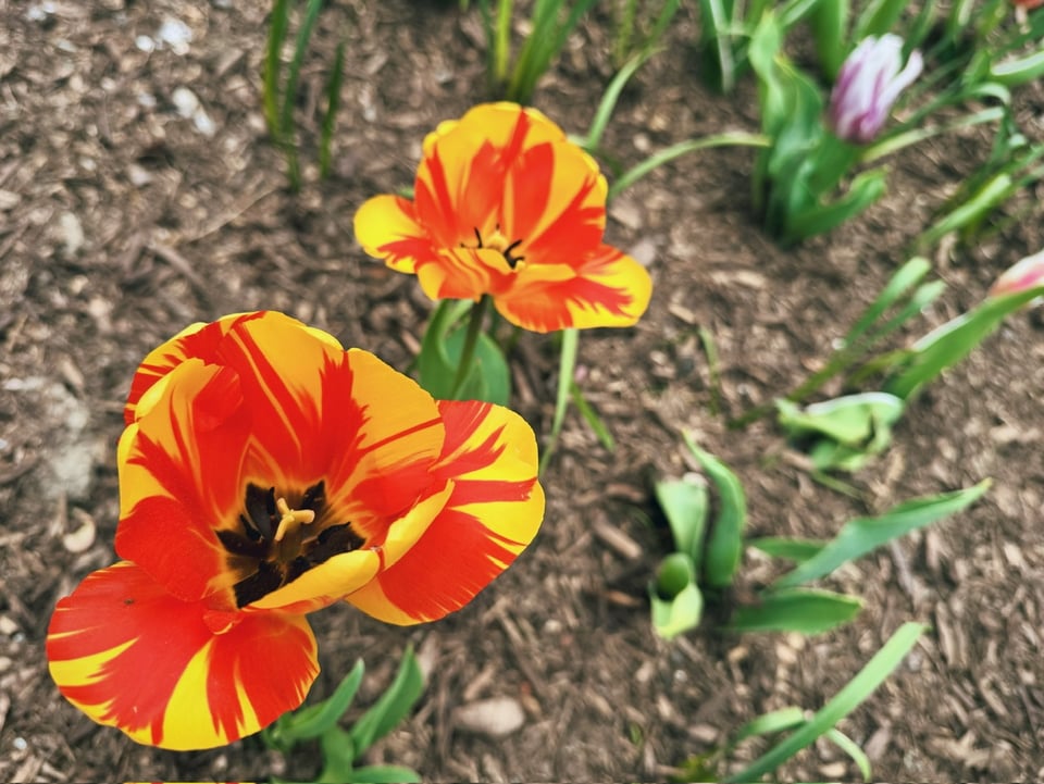 tulips that are bright orange and bright yellow and look like fire