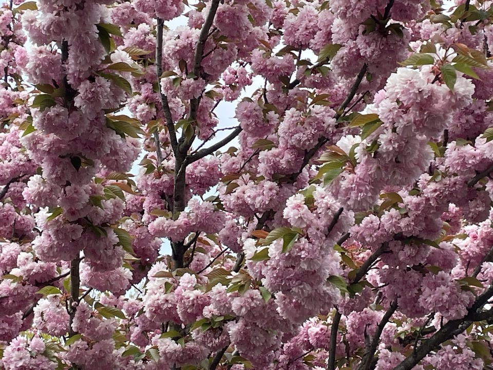 Thursday, December 25,2025. 🎄🎄 Annette’s Roundup for Democracy.