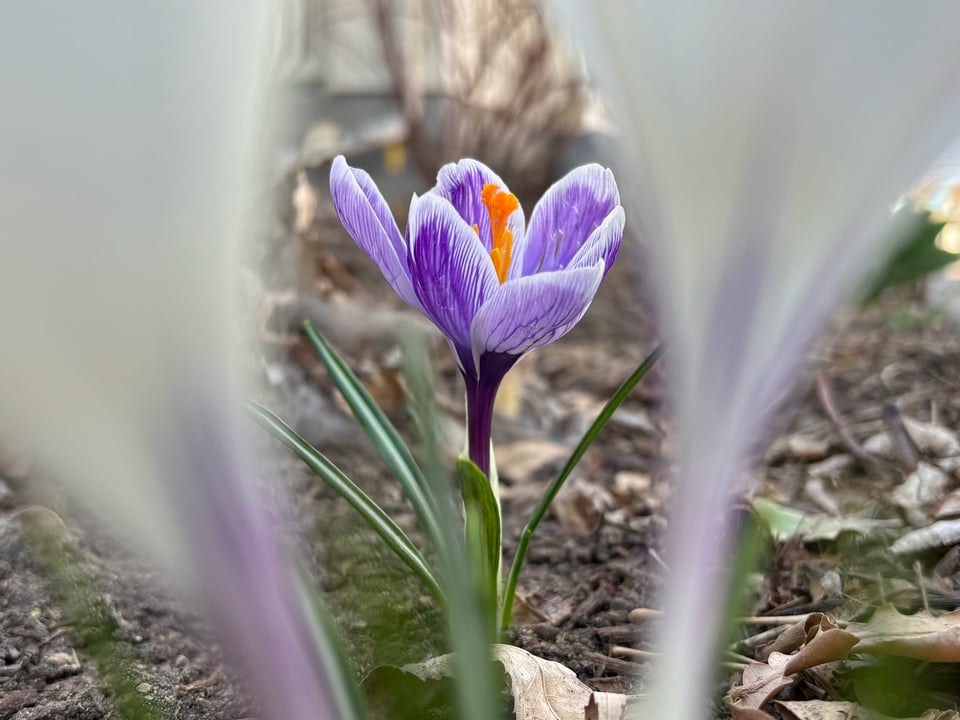 another crocus