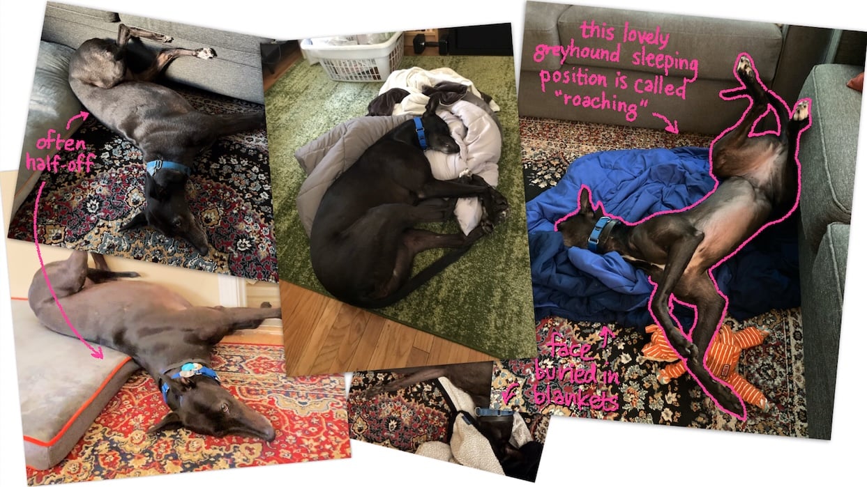 A pile of photos with magenta handwritten annotations showing Riley asleep in many configurations, half-off dog beds, "roaching" with legs in the air, and burrowing her face in blankets.