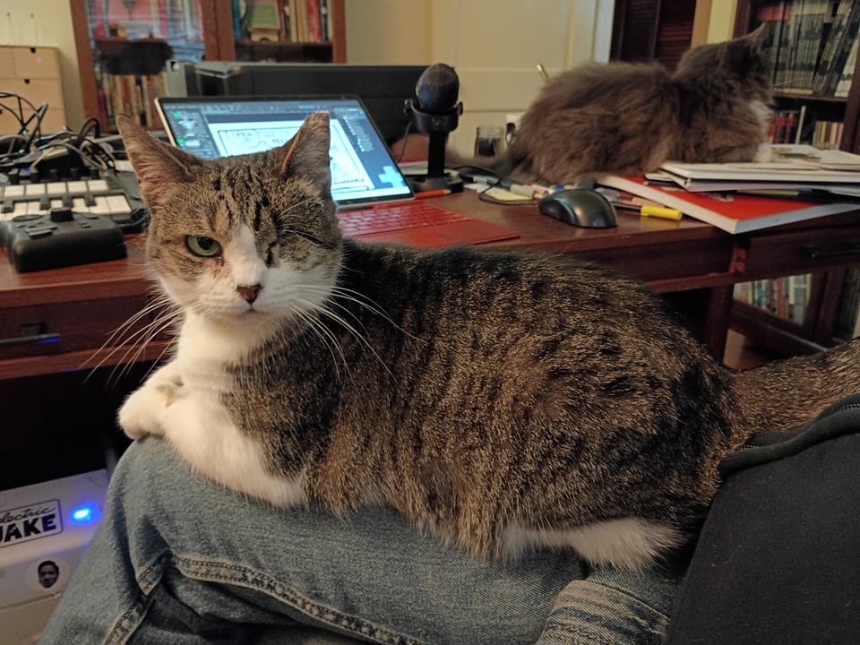 a beautiful cat (with another beautiful cat in the background)