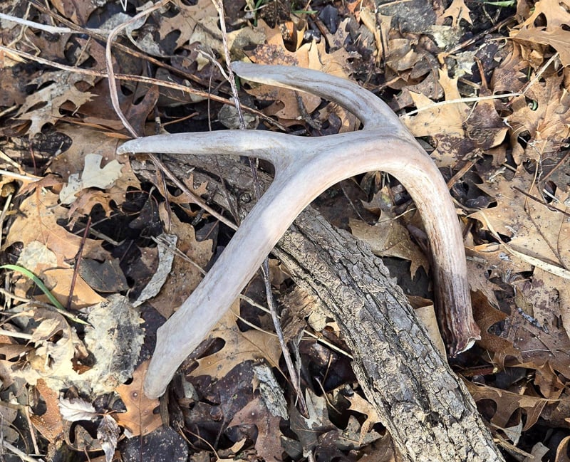 White-tailed bucks shed their antlers from December to mid-March, a cycle prompted by shortened daylight and a drop in testosterone levels, then start to grow new (usually bigger) ones in the spring. If you’re lucky, you may spot a shed if you wander near a deer bedding or feeding area. This one was spotted in a remote part of Frontenac State Park. Antlers are composed of a fast-growing form of bone. / Photo by Pamela Miller
