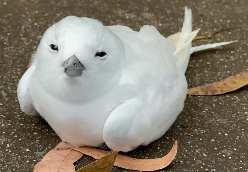 A white bird squinting at the camera