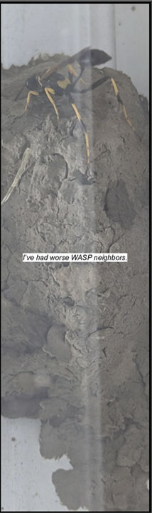 A wasp building a wasp's nest. Text reads: "I've had worse WASP neighbors."