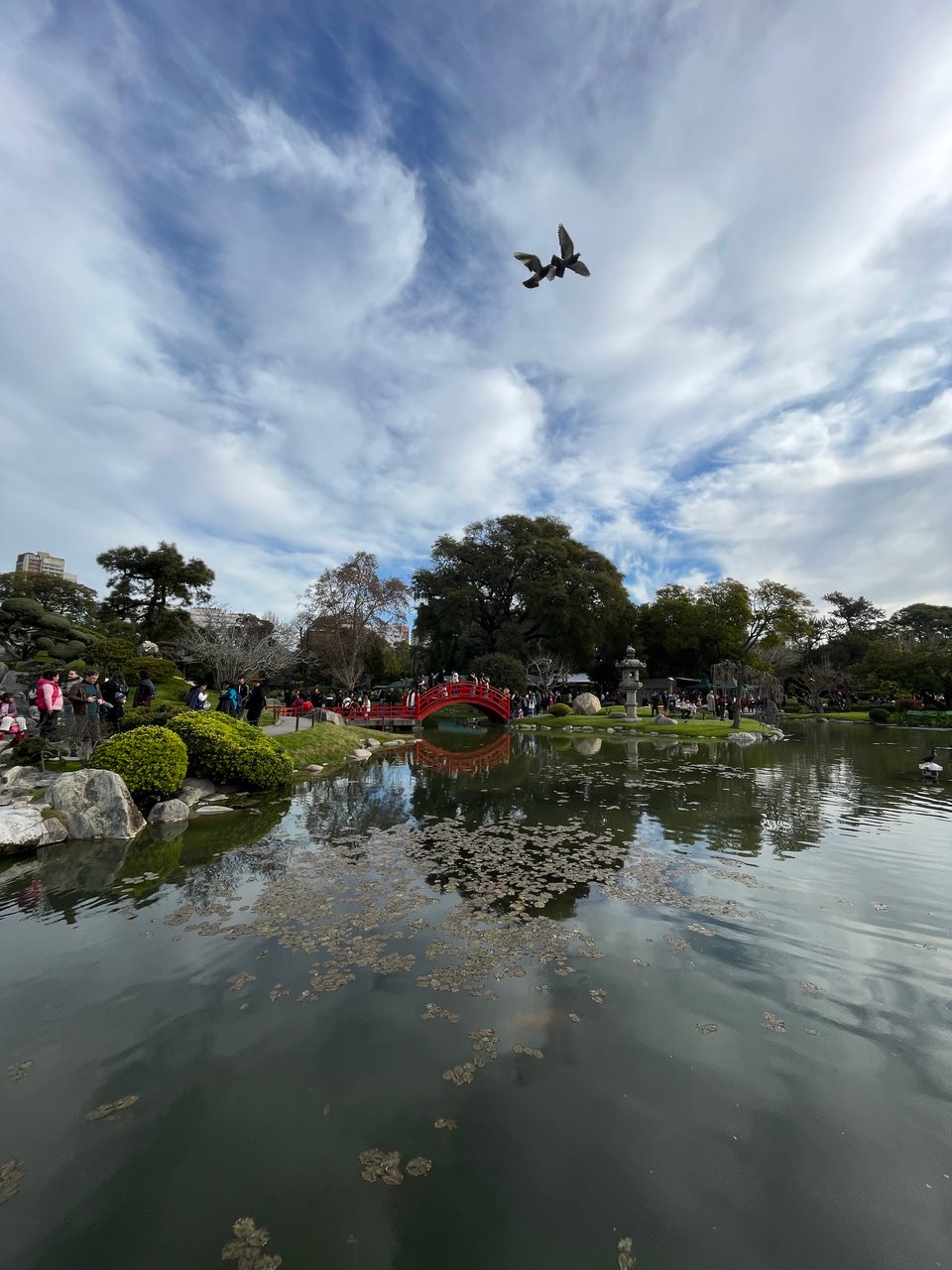 Two pigeons fly over the koi pond with the red arched Japanese bridge in the background.